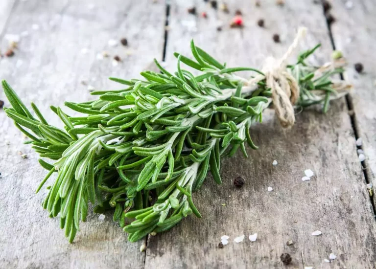 Natur Sonnencreme mit Rosmarin